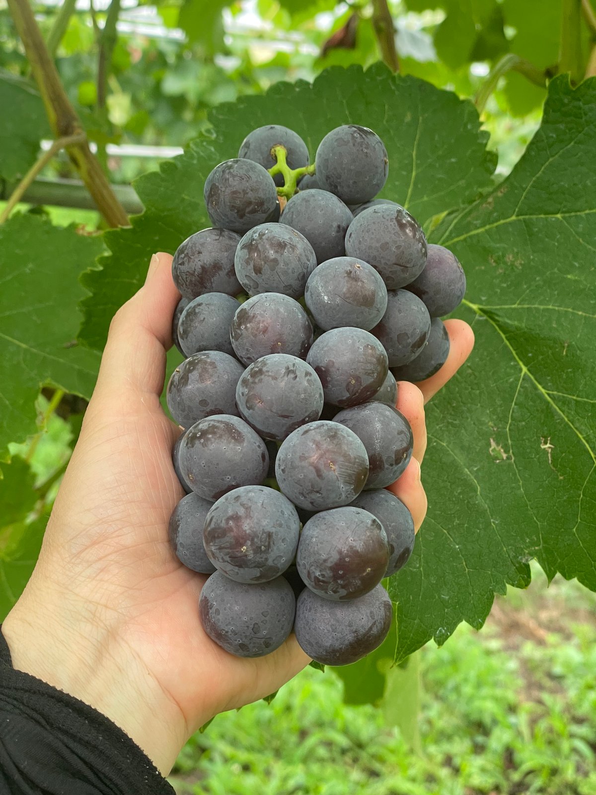 La La La 2024（泡） | GrapesHütte