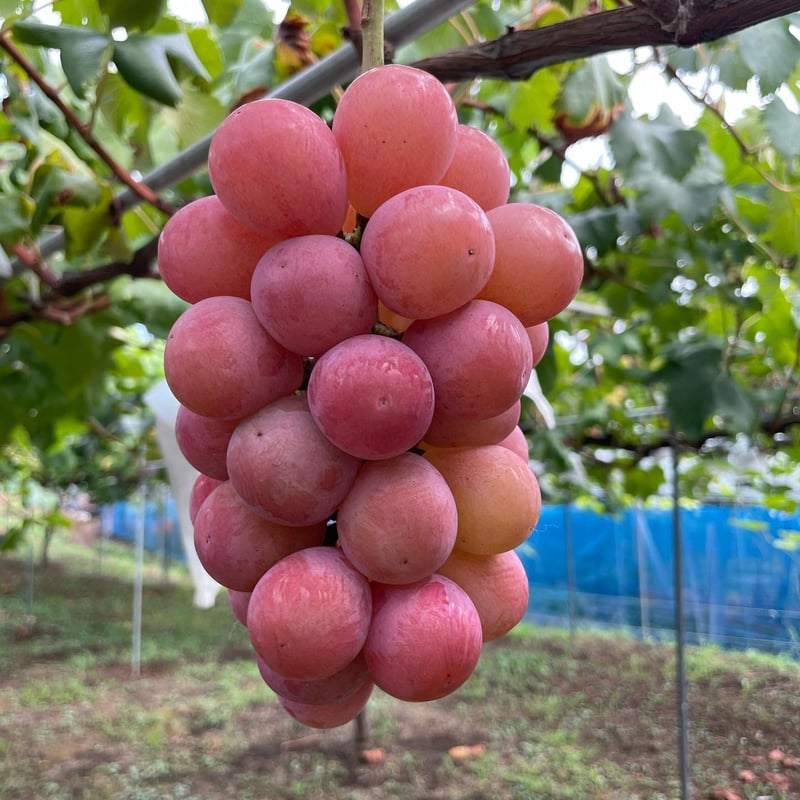 ぶどう農園直送⚠️さま用　vuvvセット 3種のブドウセット | GrapesHütte