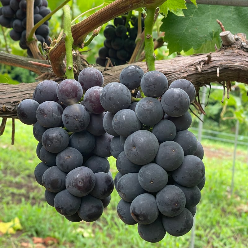 La La La 2024（泡） | GrapesHütte