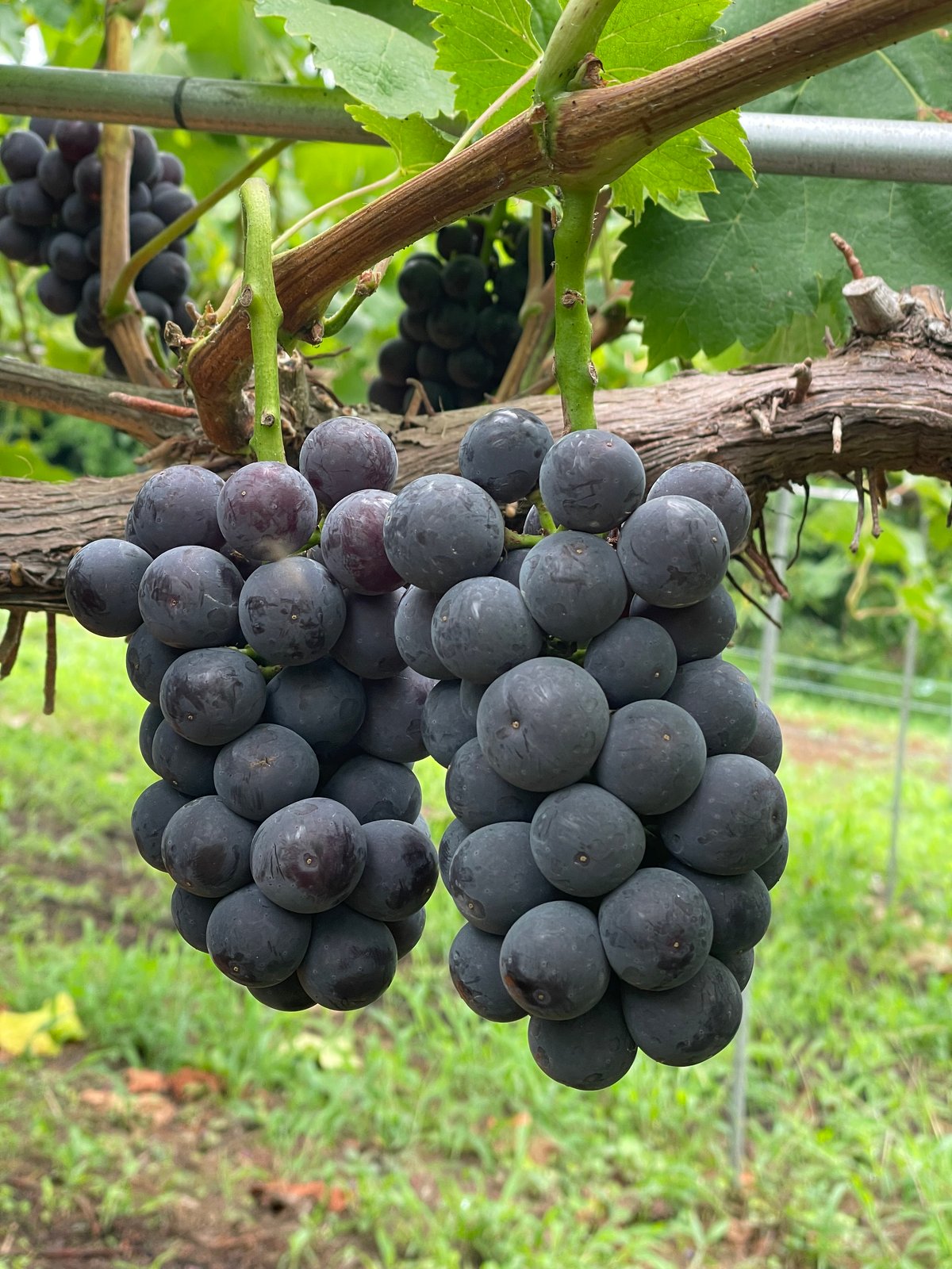La La La 2024（泡） | GrapesHütte