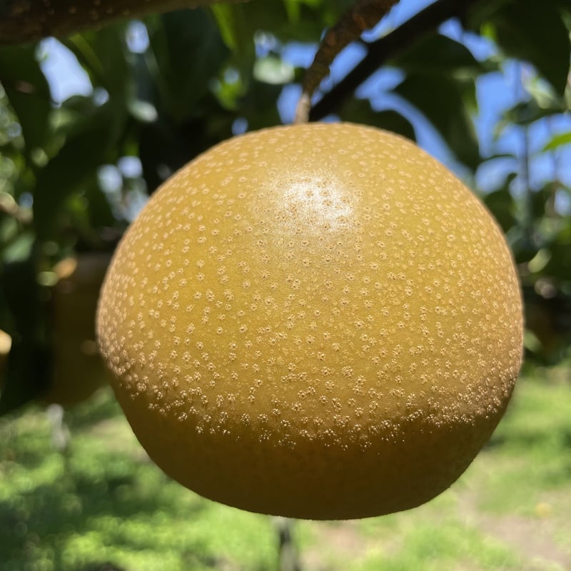 CATEGORY 豊水 | GrapesHütte