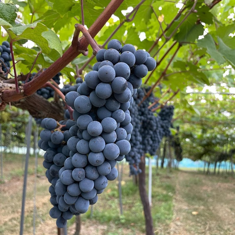 Hana 2023【カベルネソーヴィニヨン】 | GrapesHütte