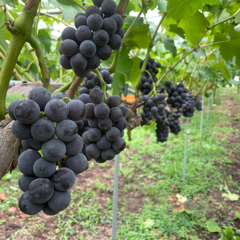 La La La 2024（泡） | GrapesHütte