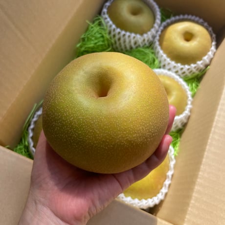 【幸水（和梨）】贈答用