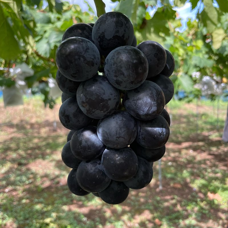 ぶどう農園直送⚠️さま用　vuvvセット 3種のブドウセット | GrapesHütte