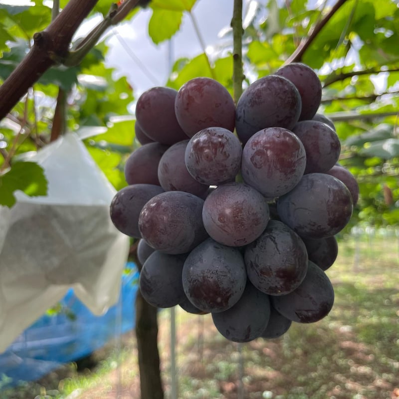 飯田アートフラワー　野葡萄5本&葡萄1本　セット売り 飯田アートフラワー 野葡萄5本&葡萄1本 セット売り 飯田アート