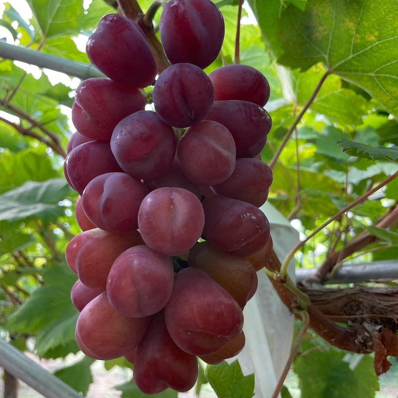 ぶどう農園直送⚠️さま用　vuvvセット 3種のブドウセット | GrapesHütte