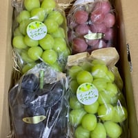 希少品種入り4種のブドウ＋彩り粒パック【送料込み🚚✨】