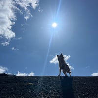 4月5日🌳各務野自然遺産の森　のんびり　お散歩レッスン付き編🐕犬のための日2026年春🍀