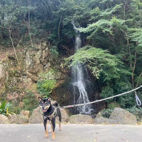 11月30日(日) 🏞️岐阜長良川河畔🐕犬のための日2025🍂