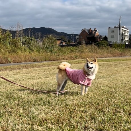 11月30日(日) 🏞️岐阜長良川河畔🐕犬のための日2025🍂