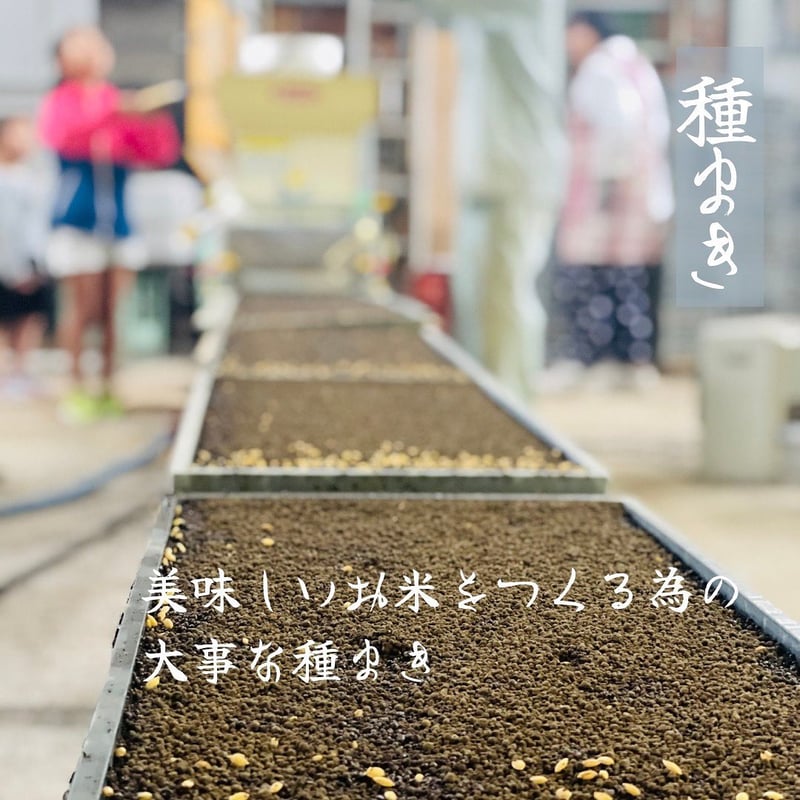 令和6年産【特別栽培米-玄米-】農薬5割減『5kg』(元気 令和6年産【特別栽培米-玄米-】農薬5割減『5kg』(元気