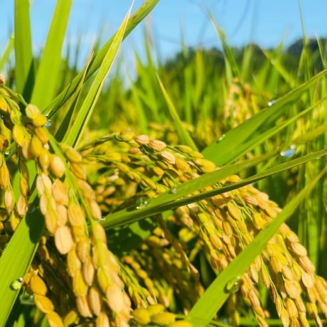 早割特約!!関東・関西エリア【玄米 定期便５kg 送料無料】令和７年産新米 12回コース/6回コース【特別栽培米】農薬５割減