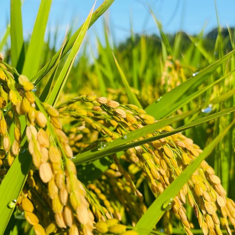 令和6年産【特別栽培米-玄米-】農薬5割減『5kg』(元気 令和6年産【特別栽培米-玄米-】農薬5割減『5kg』(元気