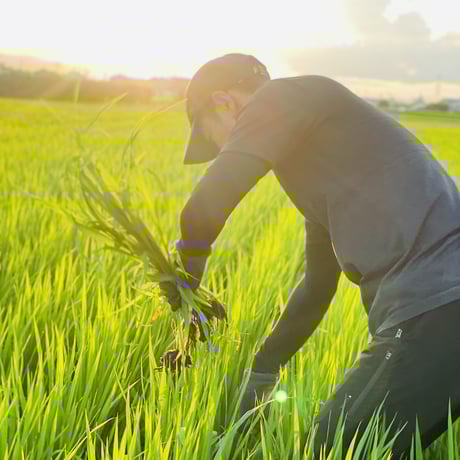 早割特約!!関東・関西エリア【玄米 定期便５kg 送料無料】令和７年産新米 12回コース/6回コース【特別栽培米】農薬５割減