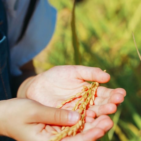 早割特約!!関東・関西エリア【玄米 定期便５kg 送料無料】令和７年産新米 12回コース/6回コース【特別栽培米】農薬５割減