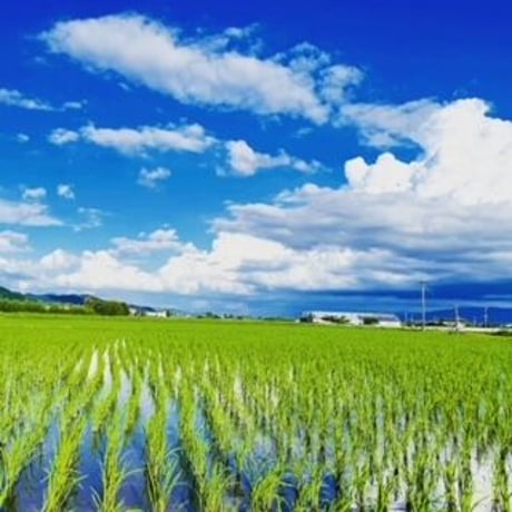 早割特約!!九州・四国・中国エリア【無洗米５kg定期便 送料無料】令和７年産新米 １２回コース/６回コース【特別栽培米】農薬５割減