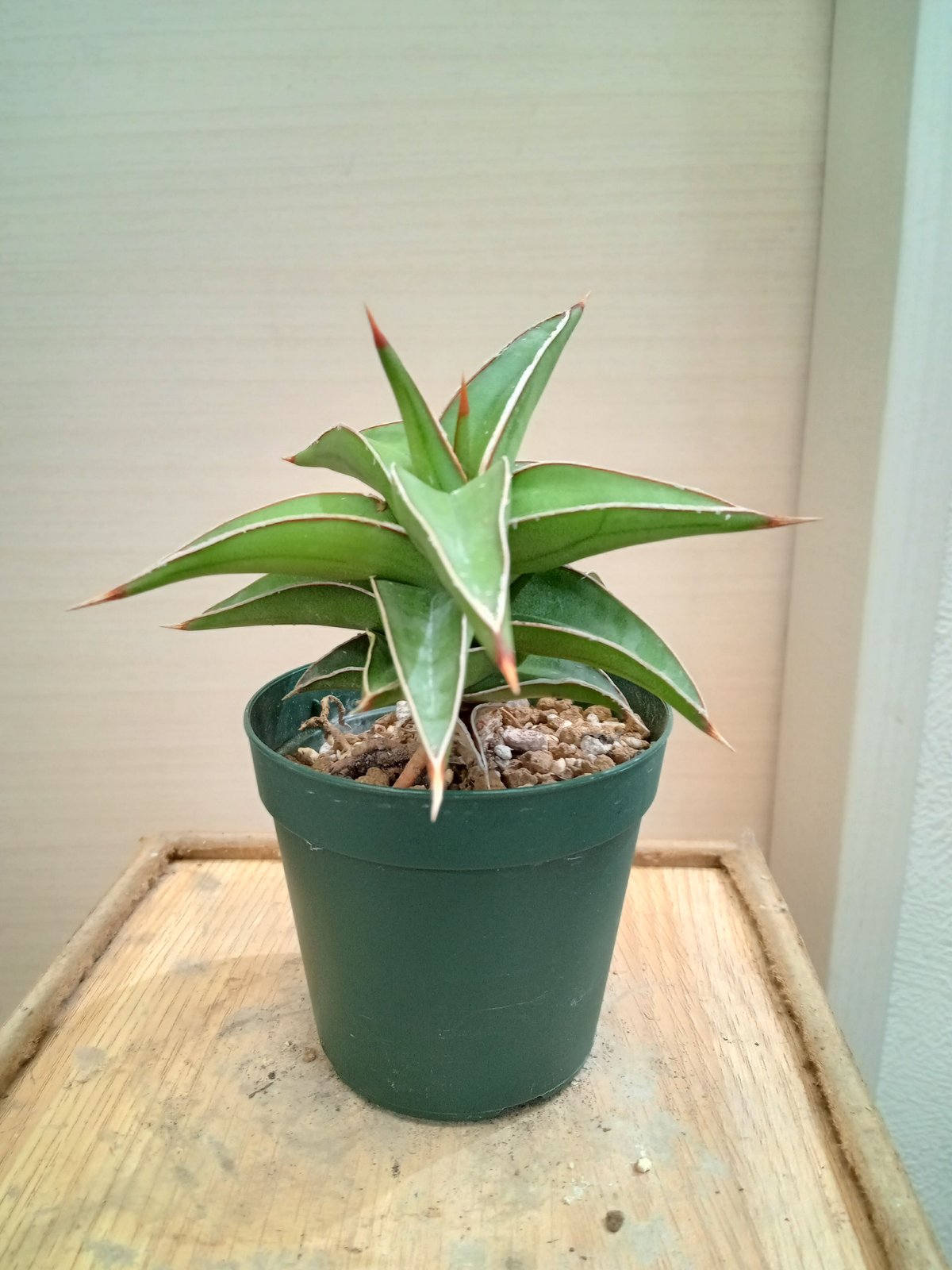 サンスベリア ラブラノス23251 ハイパー イエローワンダー 超希少