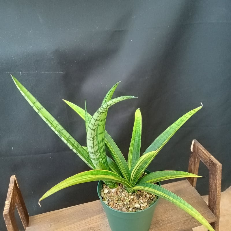 Sansevieria aethiopica variegata | satakeseikaten