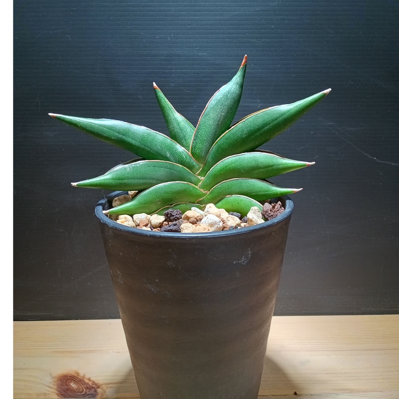 Sansevieria Sawasdee | satakeseikaten