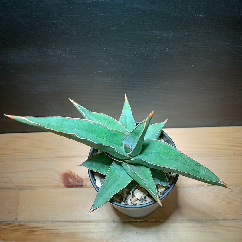 特大株 サンスベリア sp ソマリア サンセベリア sansevieria Sansevieria SP Somalia 大株 | satakeseikaten