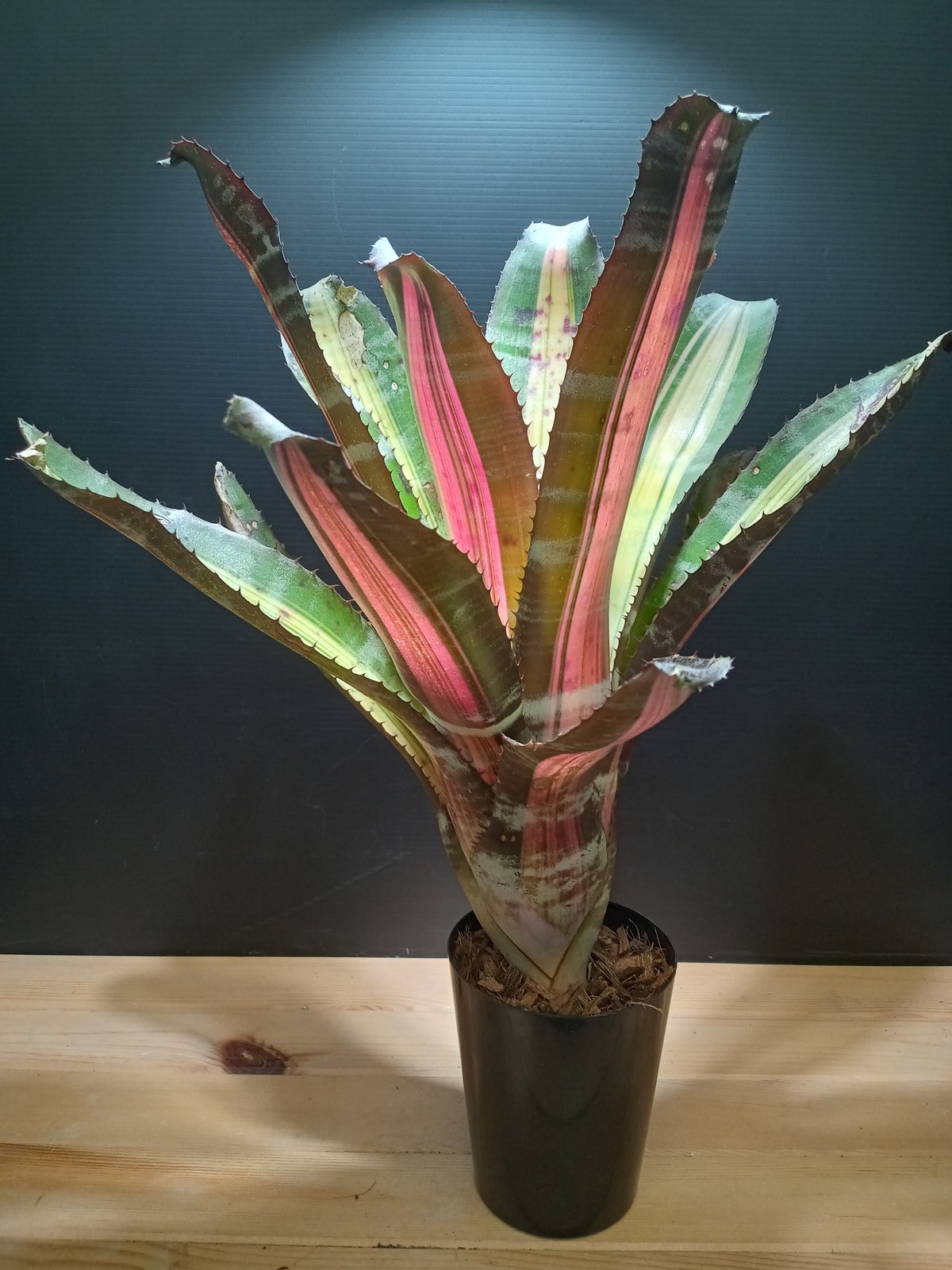 fit=scale-down,w=1200