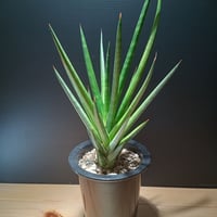 Sansevieria sp. Zululand | satakeseikaten