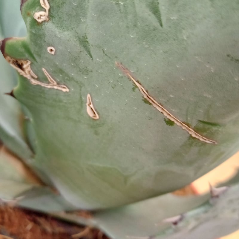 Agave Agave blue brian | satakeseikaten