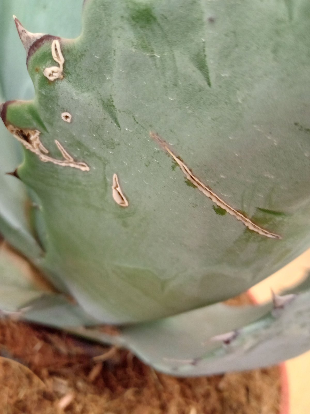 Agave Agave blue brian | satakeseikaten