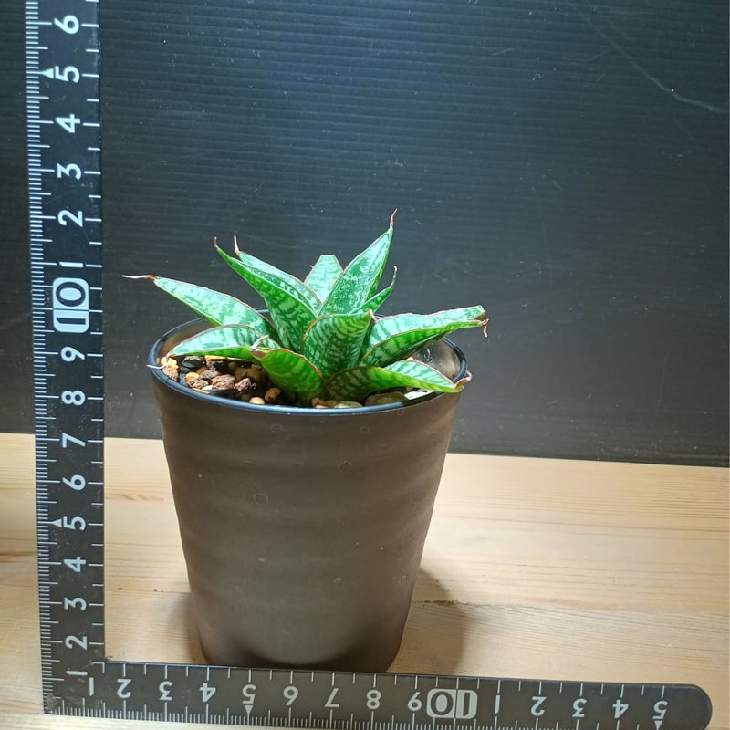サンスベリア バンテン sansevieria ban teng 9/13撮影 サンスベリア バンテン sansevieria ban teng 9/13撮影