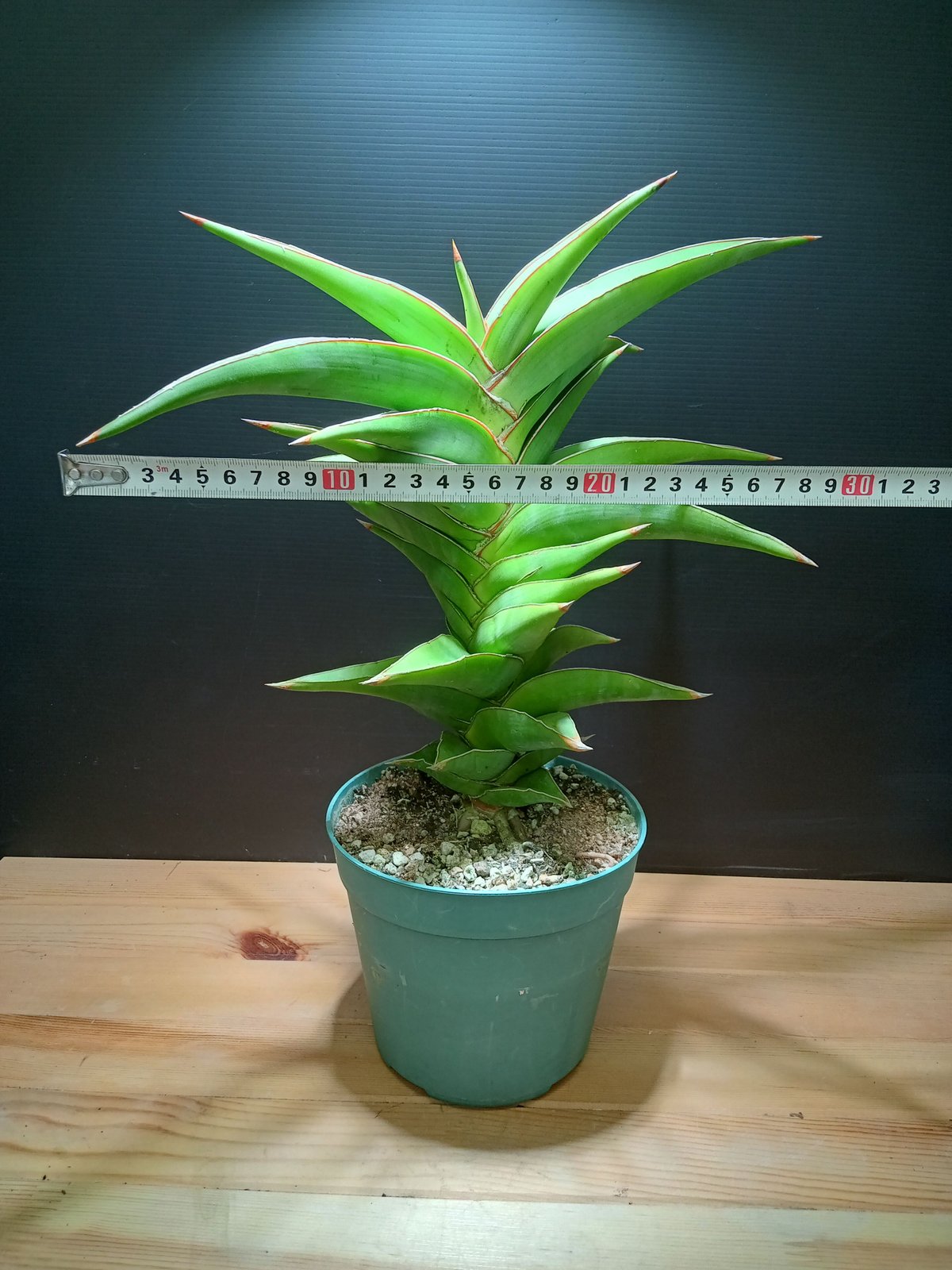 Sansevieria SP Somalia 大株 | satakeseikaten