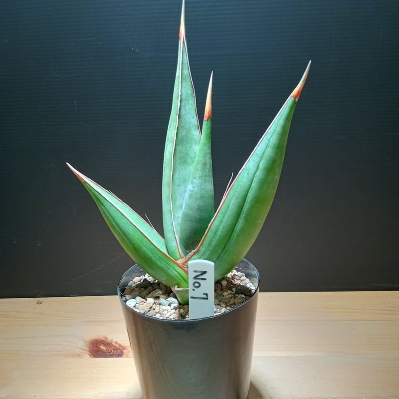 Sansevieria pinguicula | satakeseikaten