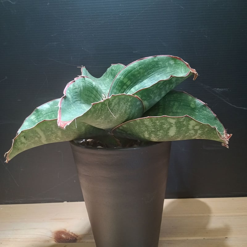 サンスベリア sp. Mafinga 'Green Dragon' v fit=scale-down,w=1200