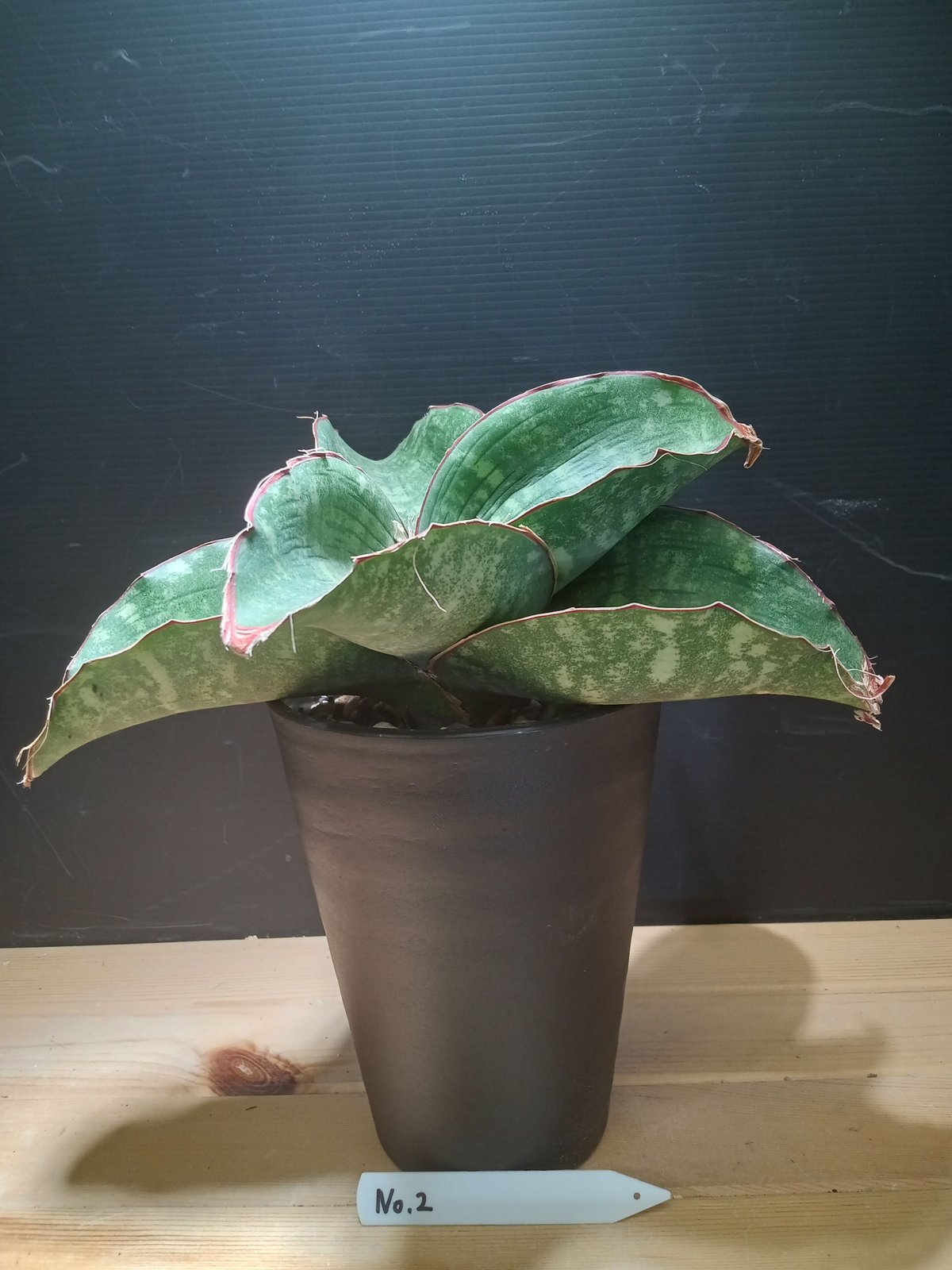 激レア サンスベリア Mecufi Mozambique ① サンセベリア