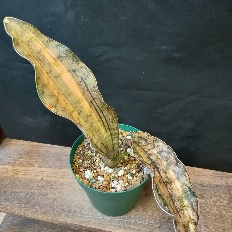 Sansevieria Kirkii var. pulchra coppertone 斑入り Sansevieria Kirkii var. pulchra coppertone 斑入り