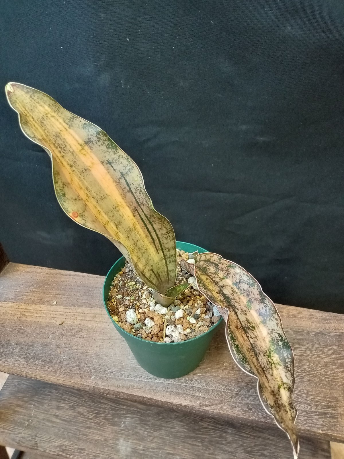 Sansevieria Kirkii var. pulchra coppertone　斑入り