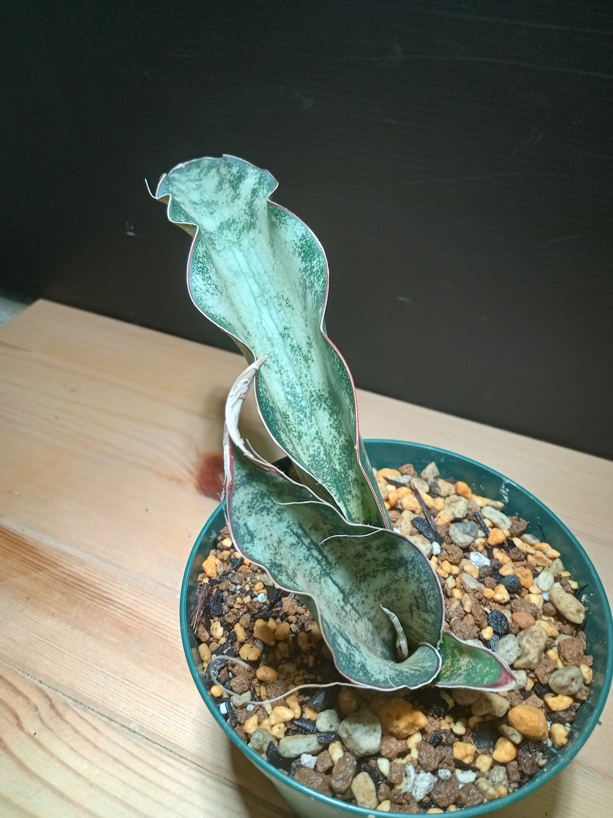 Sansevieria Kirkii var. pulchra coppertone | sa