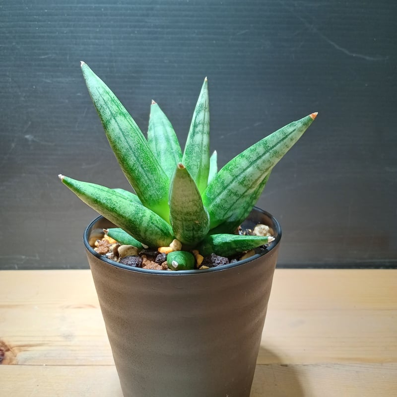 Sansevieria Hedgehog 3 | satakeseikaten Sansevieria Hedgehog 3 | satakeseikaten