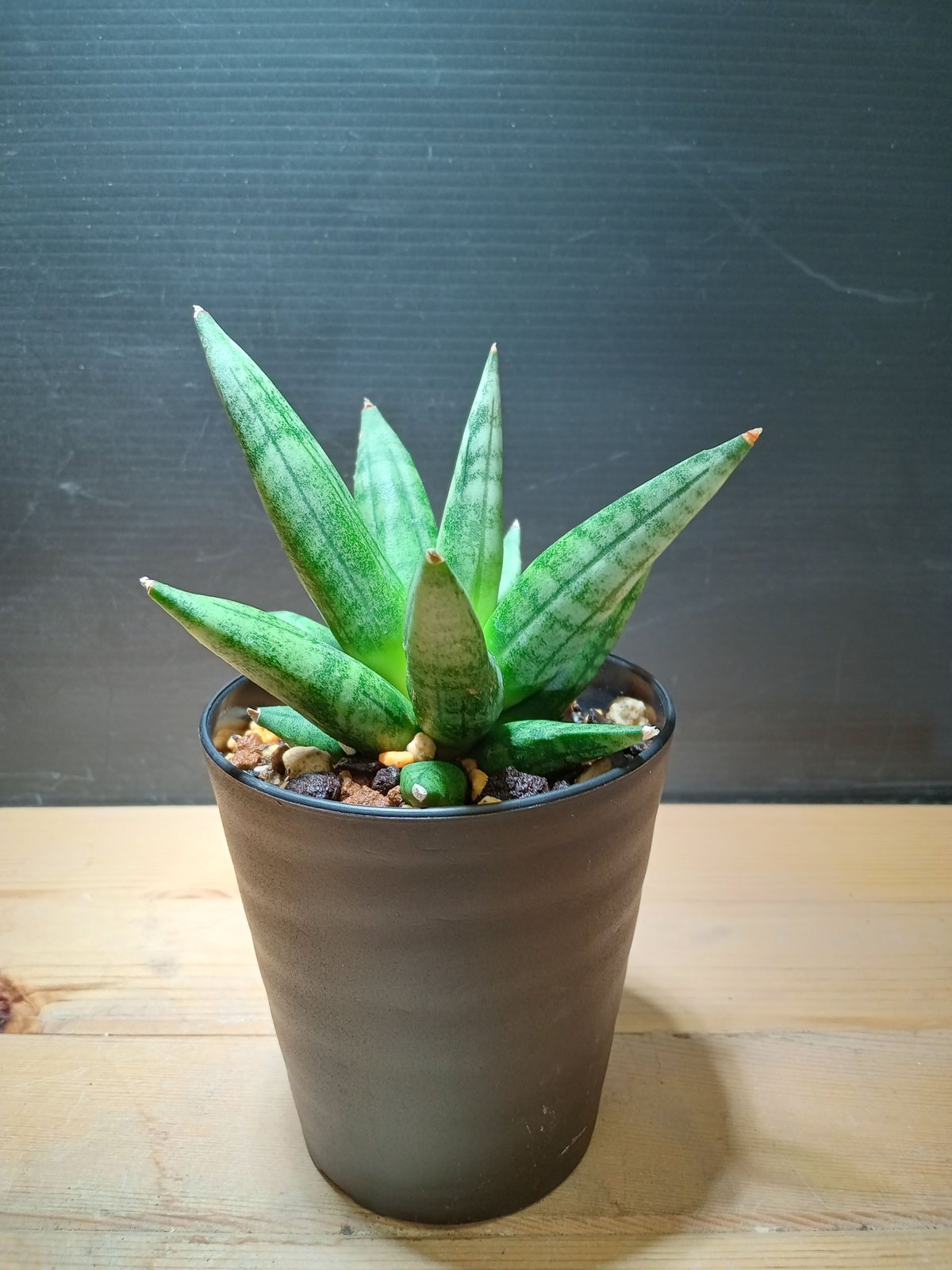 Sansevieria Hedgehog 3 | satakeseikaten Sansevieria Hedgehog 3 | satakeseikaten
