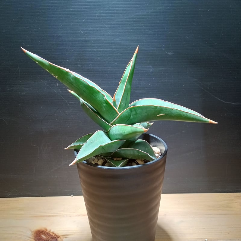 Sansevieria SP Somalia | satakeseikaten