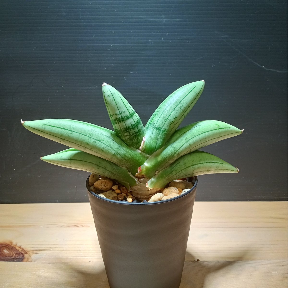 サンスベリア Sansevieria Sandee B サンスベリア Sansevieria Sandee B Sansevieria Mee Dee
