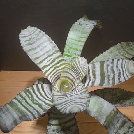 フリーセア | STORES