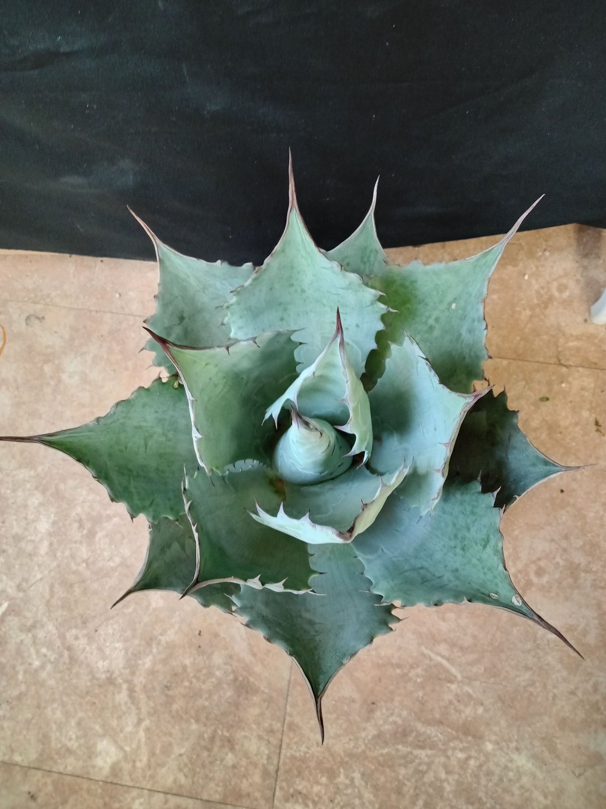 特大　アガベ　ブルーブライアン　60cm〜70cm 2025年最新】アガベ ブルーブライアンの人気アイテム - メルカリ