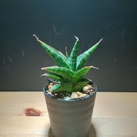 Sansevieria sp. Zululand | satakeseikaten