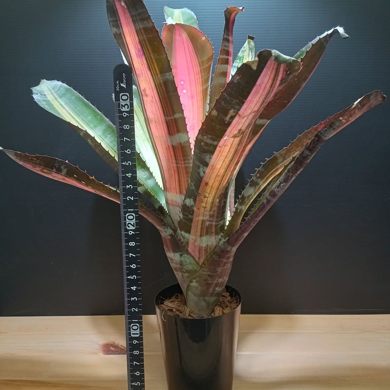 aechmea roberto menescal | satakeseikaten
