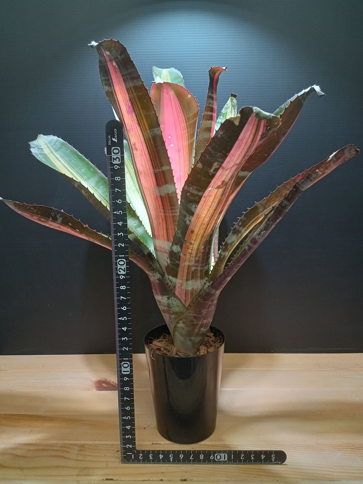 aechmea roberto menescal | satakeseikaten