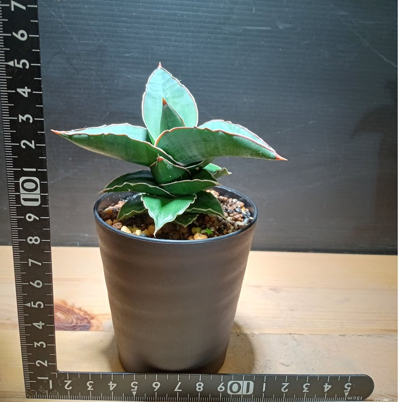 特大株 サンスベリア sp ソマリア サンセベリア sansevieria Sansevieria SP Somalia 大株 | satakeseikaten