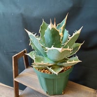 Agave Agave blue brian | satakeseikaten