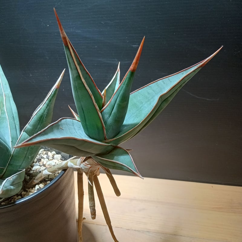 Sansevieria Pinguicula | satakeseikaten Sansevieria Pinguicula | satakeseikaten
