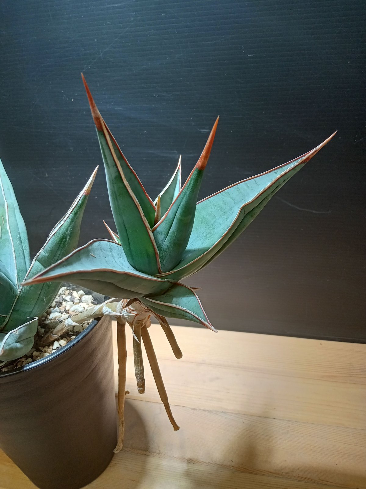 Sansevieria Pinguicula | satakeseikaten